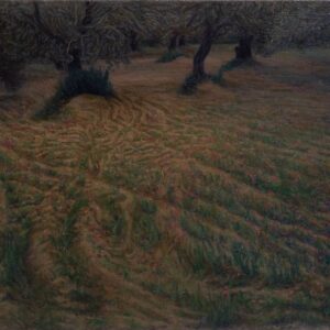Olive Fields